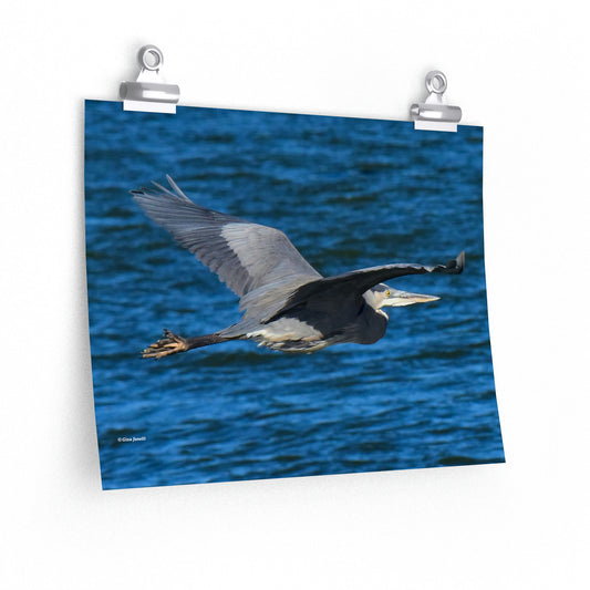 Great Blue Heron   Premium Matte horizontal posters