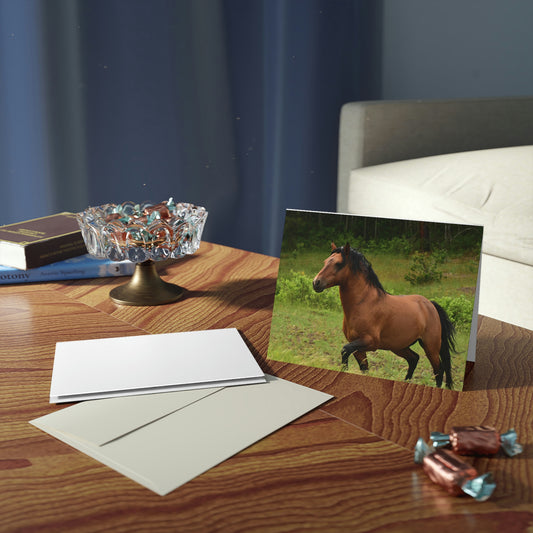 Protector,  Wild Stallion   Greeting cards (8, 16, and 24 pcs)