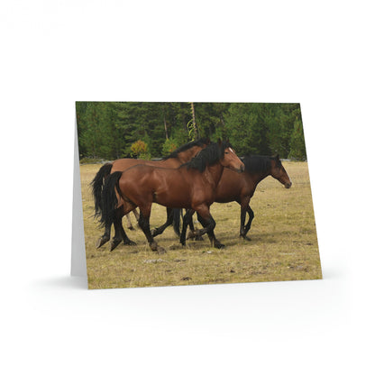 The Wild Bunch. Young Stallion and Mares.  Greeting cards (8, 16, and 24 pcs)