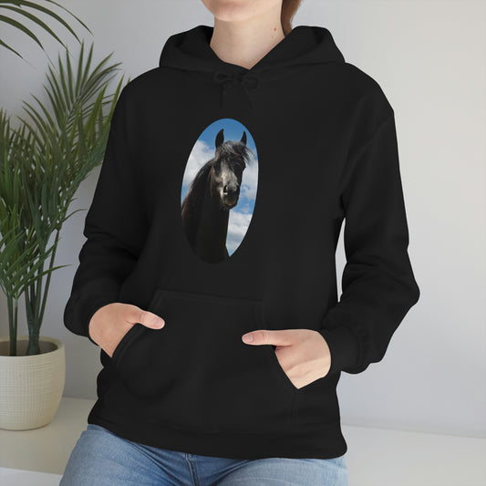 Arabian Black Stallion         Unisex Heavy Blend™ Hooded Sweatshirt