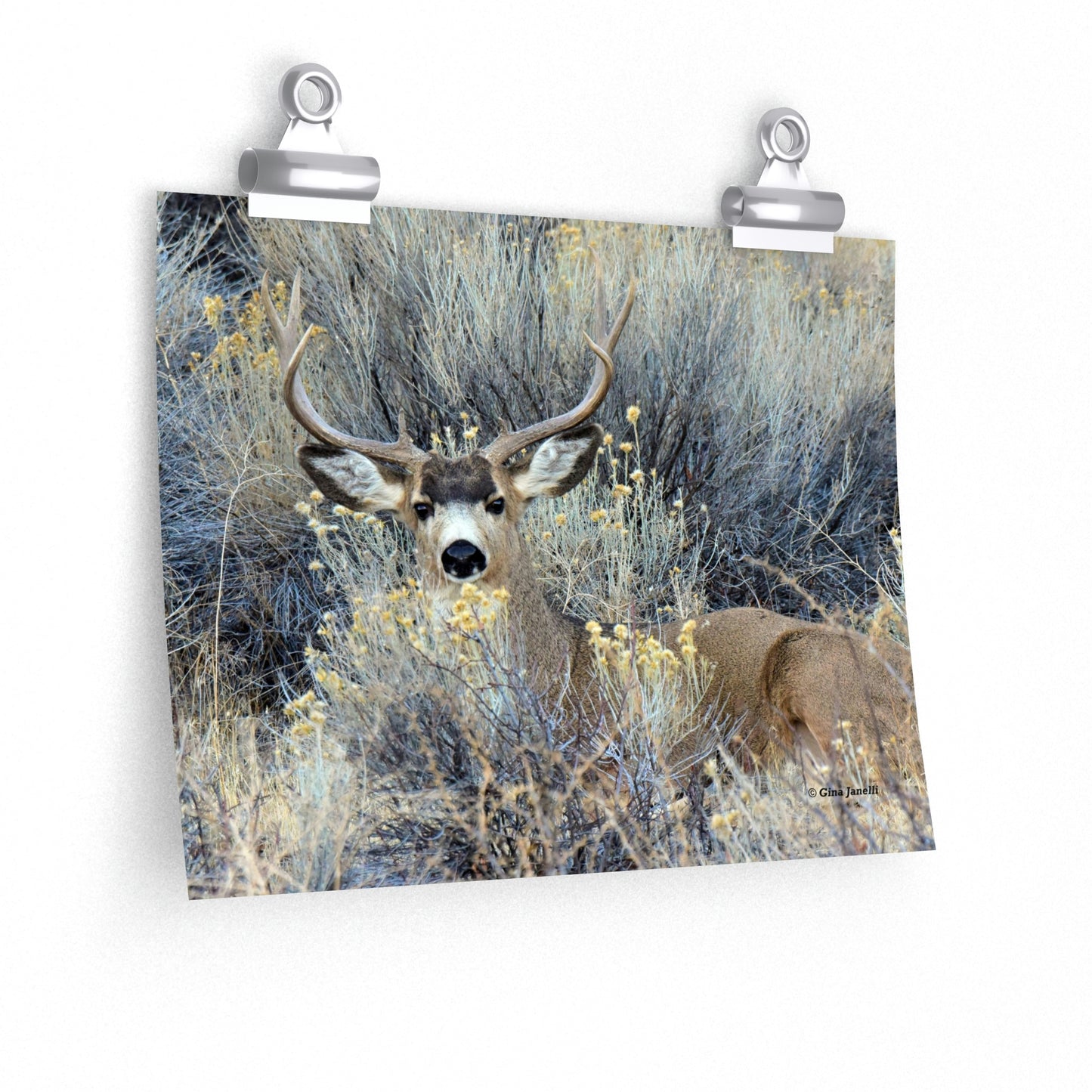 Mule Deer Buck Moment  Premium Matte horizontal posters