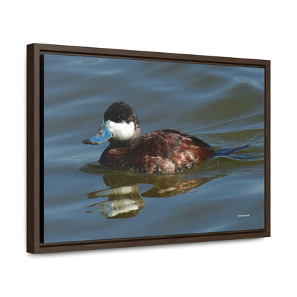 Ruddy Duck    Gallery Canvas Wraps, Horizontal Frame