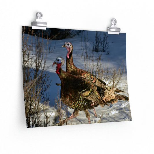 Wild Tom Turkeys  Premium Matte horizontal posters