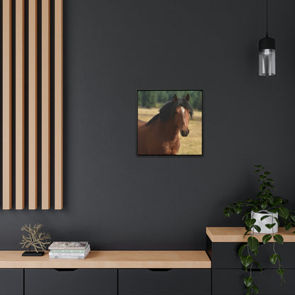 Young Stud, Wild Stallion   Gallery Canvas Wraps, Square Frame