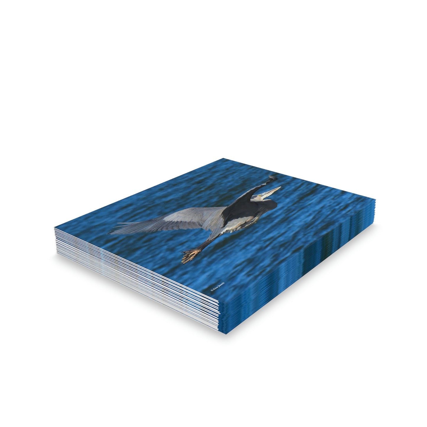 Great Blue Heron  Greeting cards (8, 16, and 24 pcs)