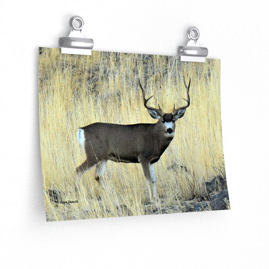 Standing Mule Deer Buck   Premium Matte horizontal posters