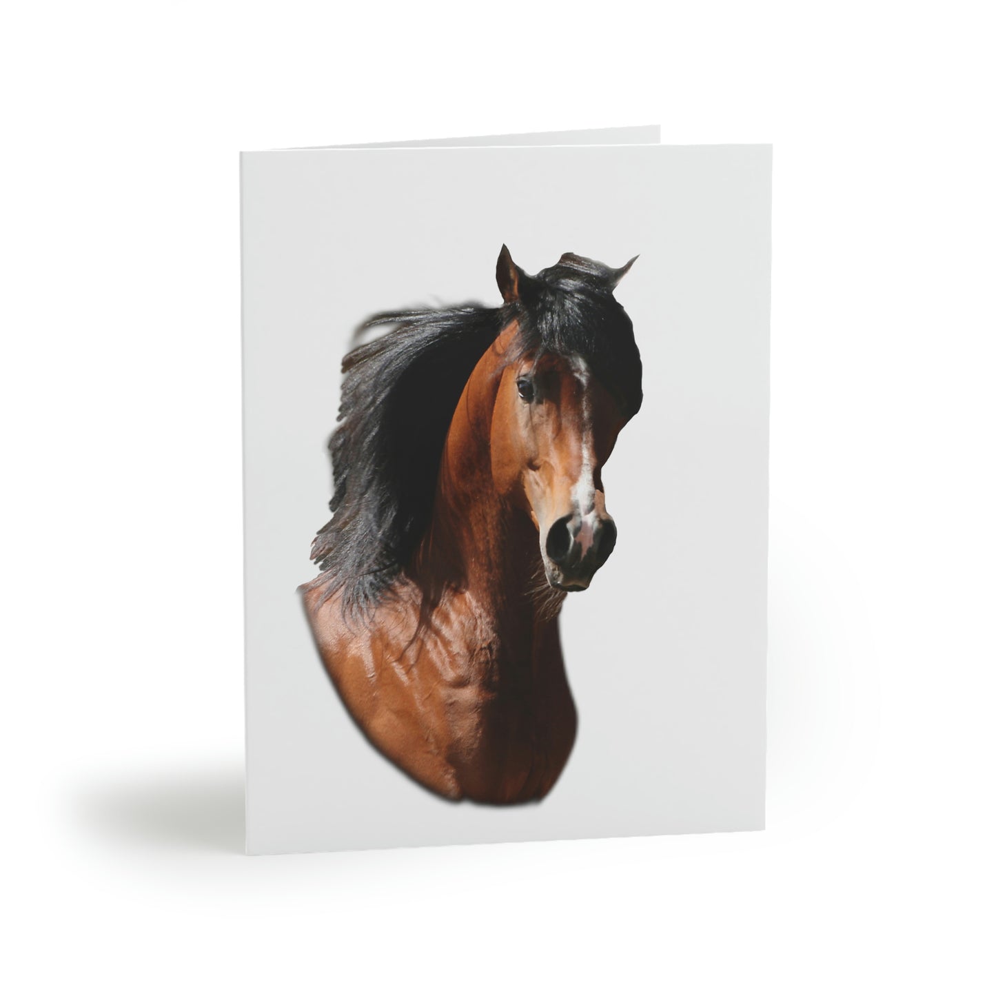 Bay Arabian Stallion  Greeting cards (8, 16, and 24 pcs)