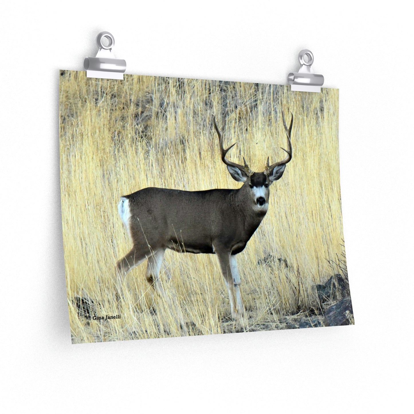 Standing Mule Deer Buck   Premium Matte horizontal posters