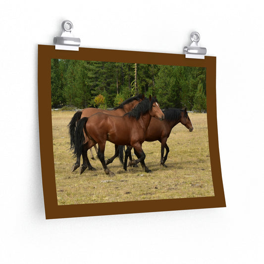The Wild Bunch. Young Stallion and Mares. Premium Matte horizontal posters