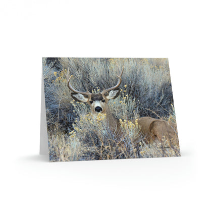 Mule Deer Buck Moment    Greeting cards (8, 16, and 24 pcs)