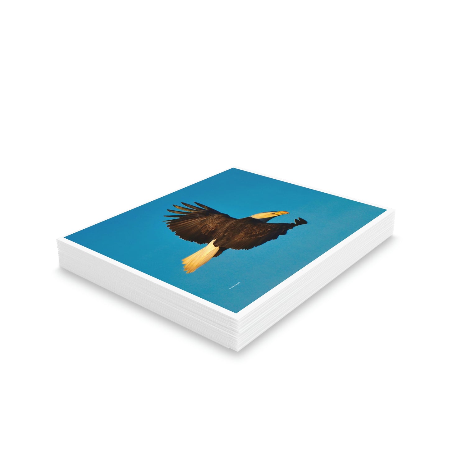 Bald Eagle Greeting cards (8, 16, and 24 pcs)