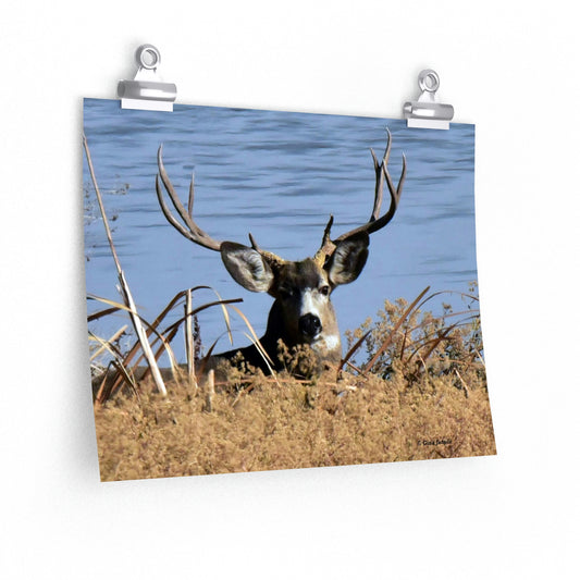 Mule Deer Buck       Premium Matte horizontal posters