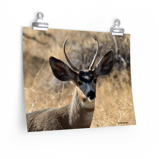 Young Buck - Mule Deer       Premium Matte horizontal posters