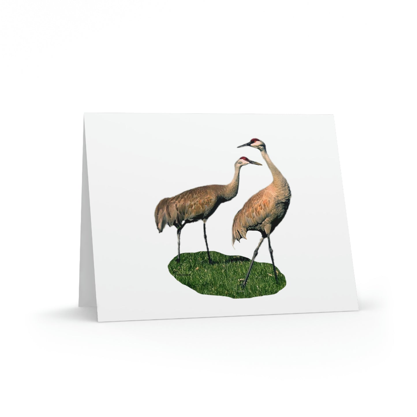 Sandhill Crane Pair Greeting cards (8, 16, and 24 pcs)