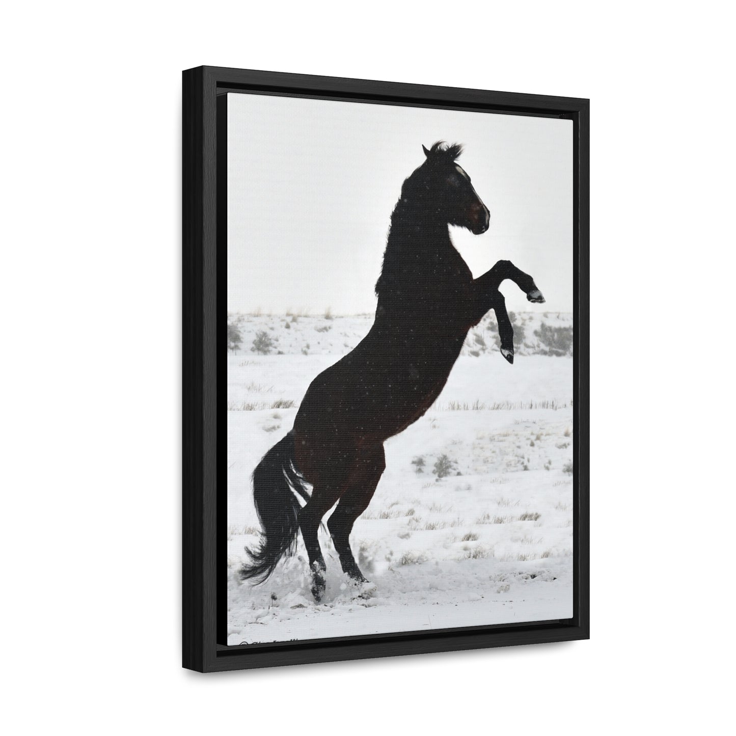 Snow Storm - Quarter Horse    Gallery Canvas Wraps, Vertical Frame