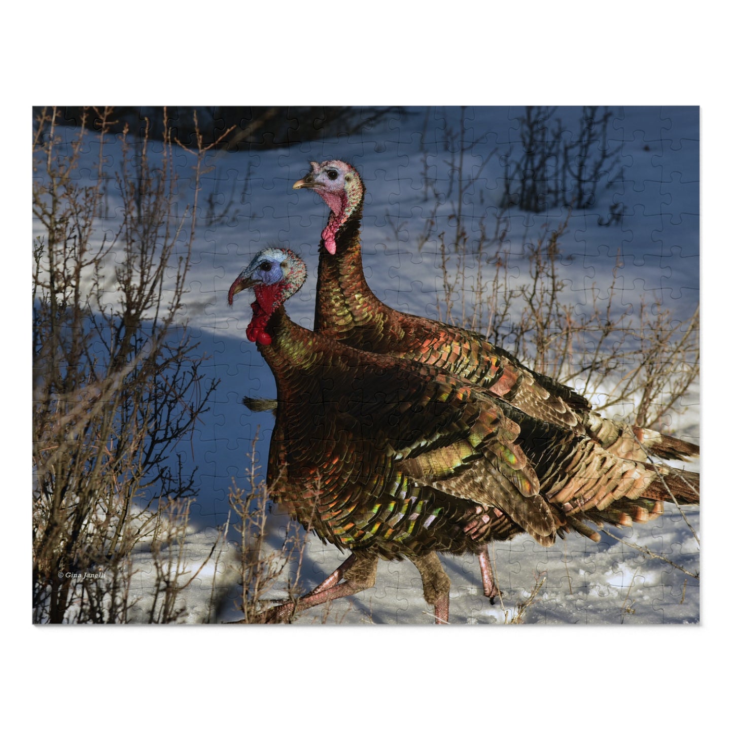 Wild Tom Turkeys  Jigsaw Puzzle ( 110, 252, 500,1000-Piece)