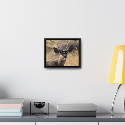 Young Buck - Mule Deer    Gallery Canvas Wraps, Horizontal Frame