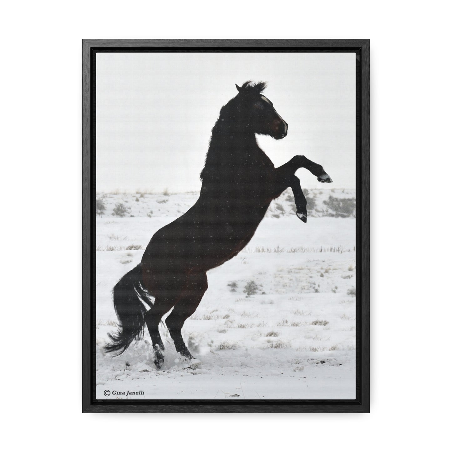 Snow Storm - Quarter Horse    Gallery Canvas Wraps, Vertical Frame