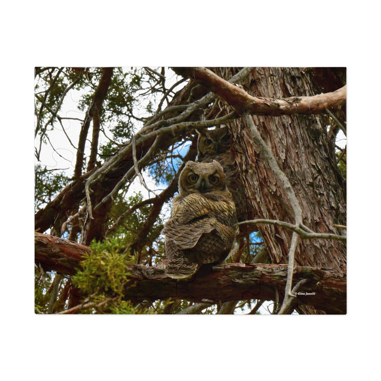 Great Horned Owls  Jigsaw Puzzle (30, 110, 252,-Piece)