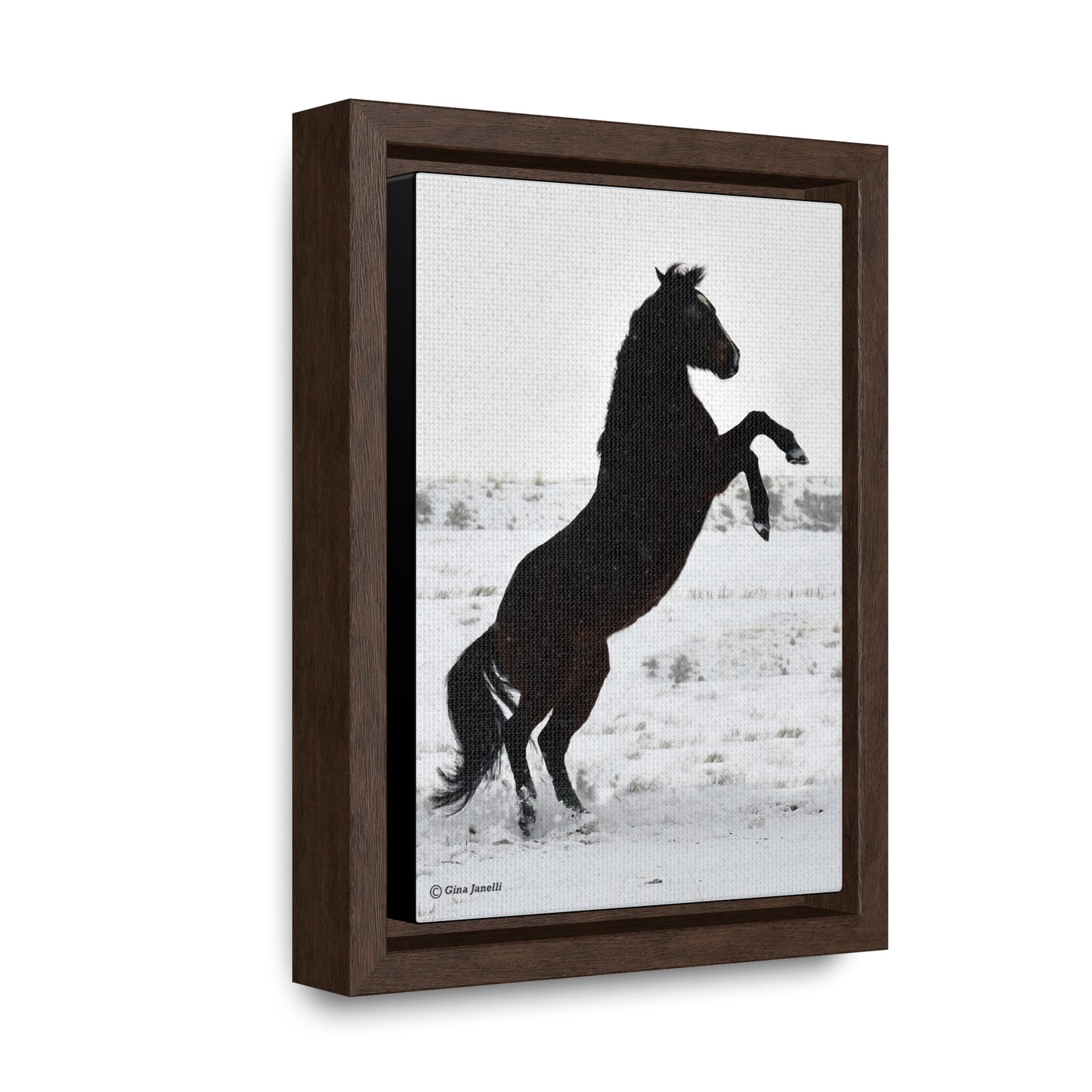 Snow Storm - Quarter Horse    Gallery Canvas Wraps, Vertical Frame