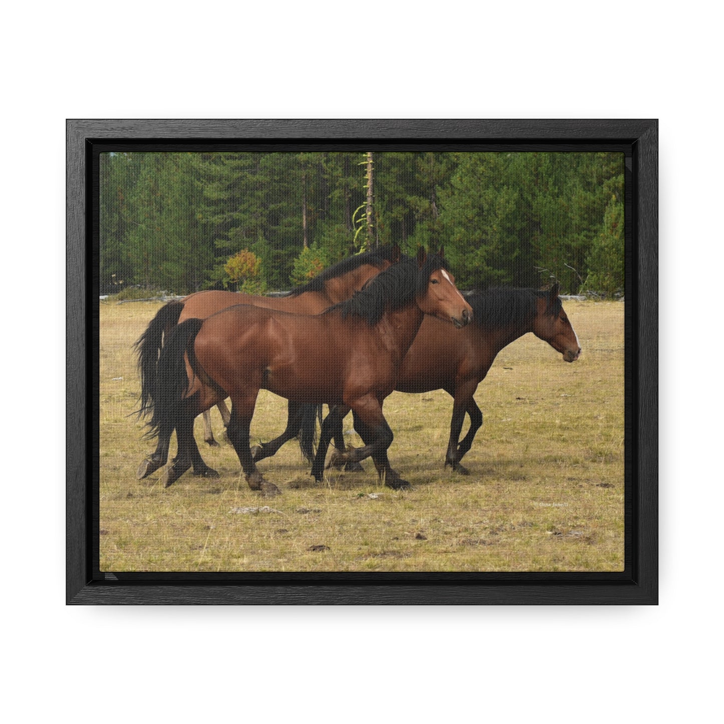 The Wild Bunch. Young Stallion and Mares.  Gallery Canvas Wraps, Horizontal Frame