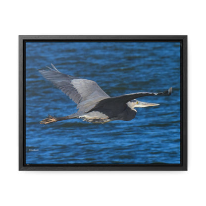 Great Blue Heron      Gallery Canvas Wraps, Horizontal Frame