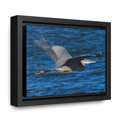 Great Blue Heron      Gallery Canvas Wraps, Horizontal Frame