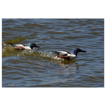 Northern Shoveler       Jigsaw Puzzle (110, 252, 500, 1000, Piece)