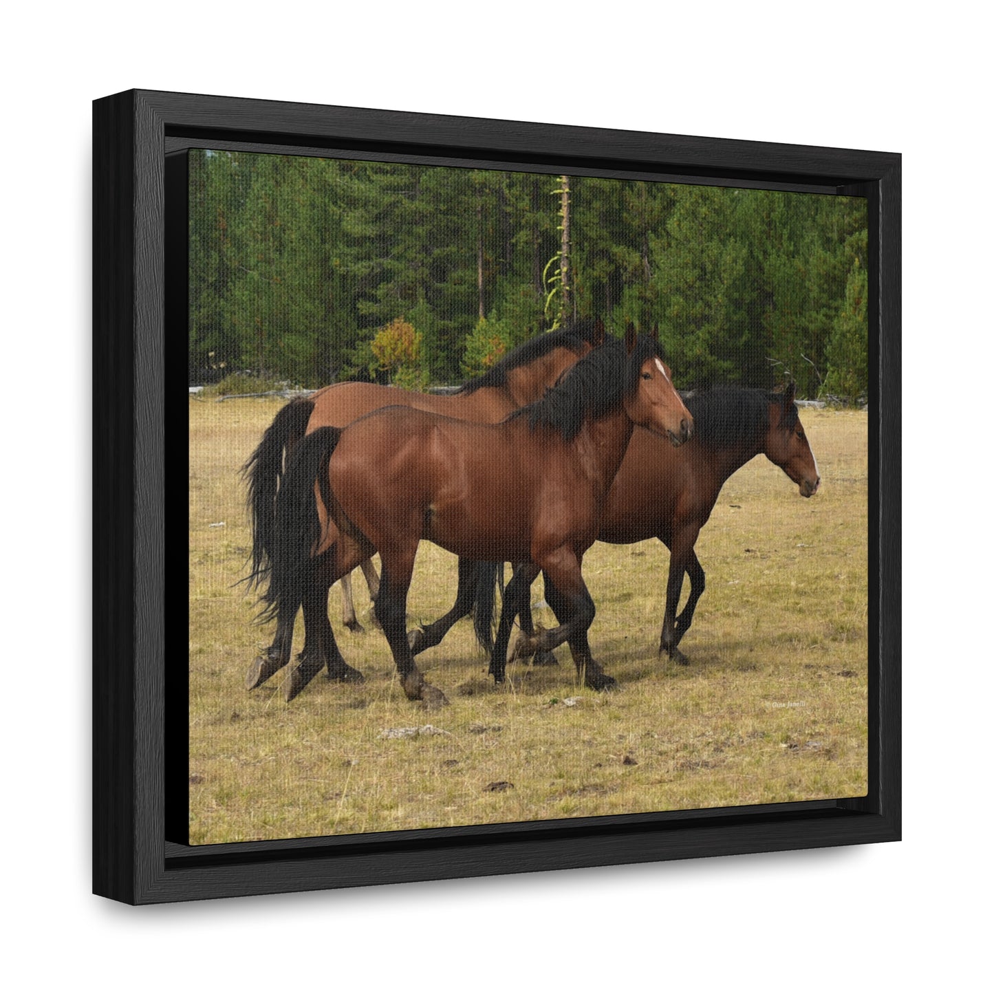 The Wild Bunch. Young Stallion and Mares.  Gallery Canvas Wraps, Horizontal Frame