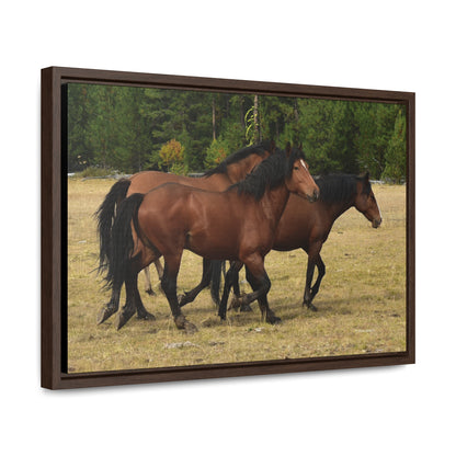 The Wild Bunch. Young Stallion and Mares.  Gallery Canvas Wraps, Horizontal Frame