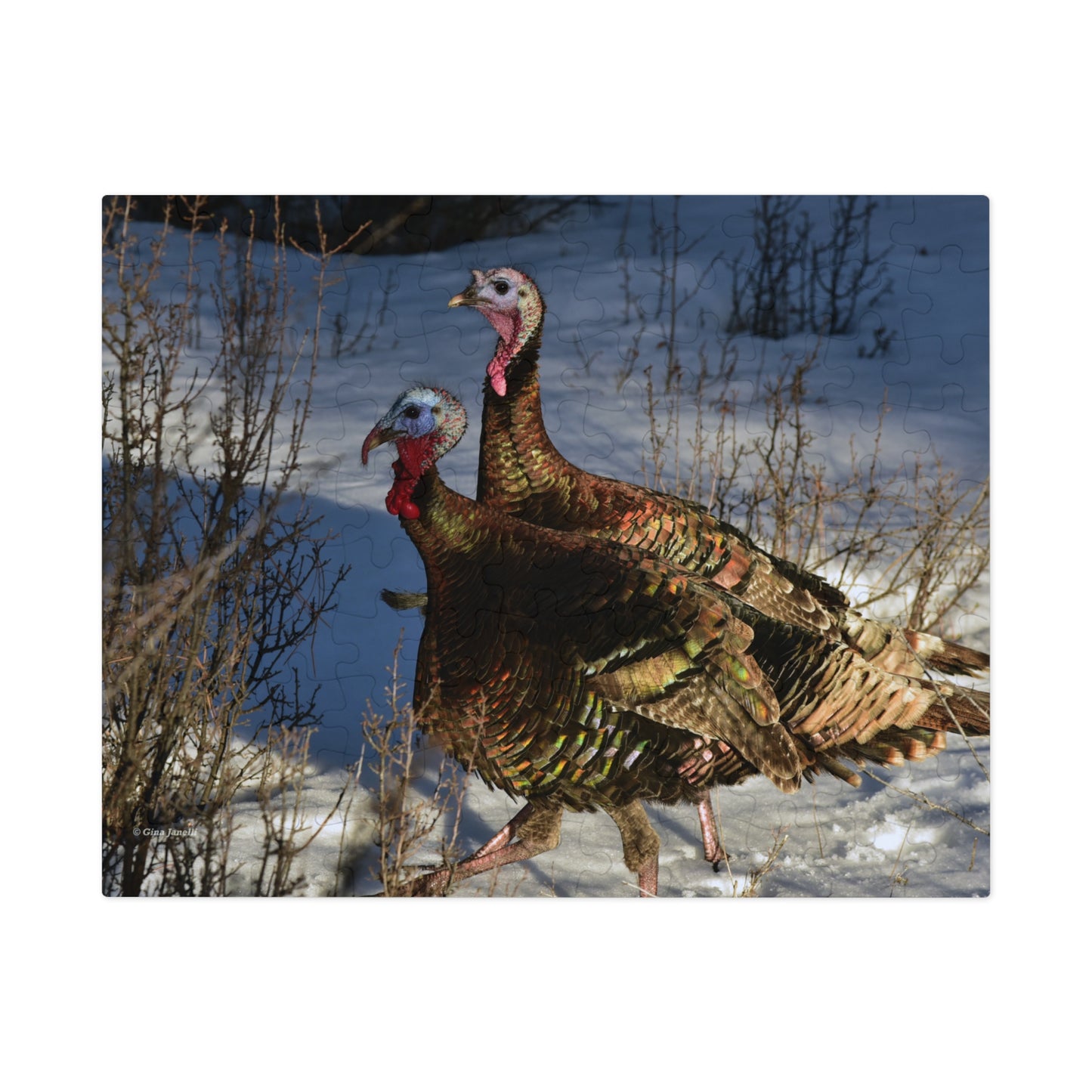 Wild Tom Turkeys  Jigsaw Puzzle ( 110, 252, 500,1000-Piece)