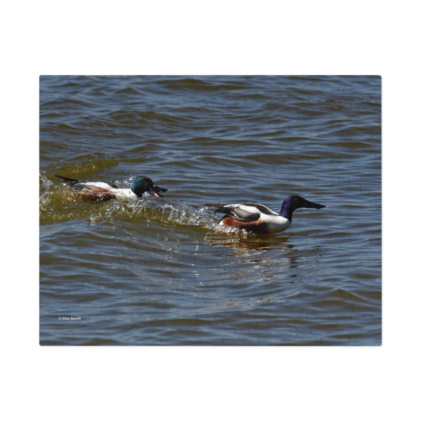 Northern Shoveler       Jigsaw Puzzle (110, 252, 500, 1000, Piece)