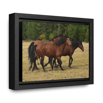 The Wild Bunch. Young Stallion and Mares.  Gallery Canvas Wraps, Horizontal Frame