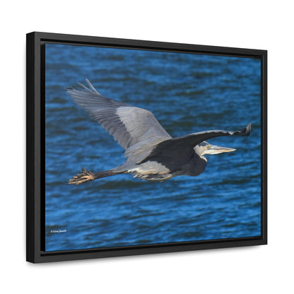 Great Blue Heron      Gallery Canvas Wraps, Horizontal Frame