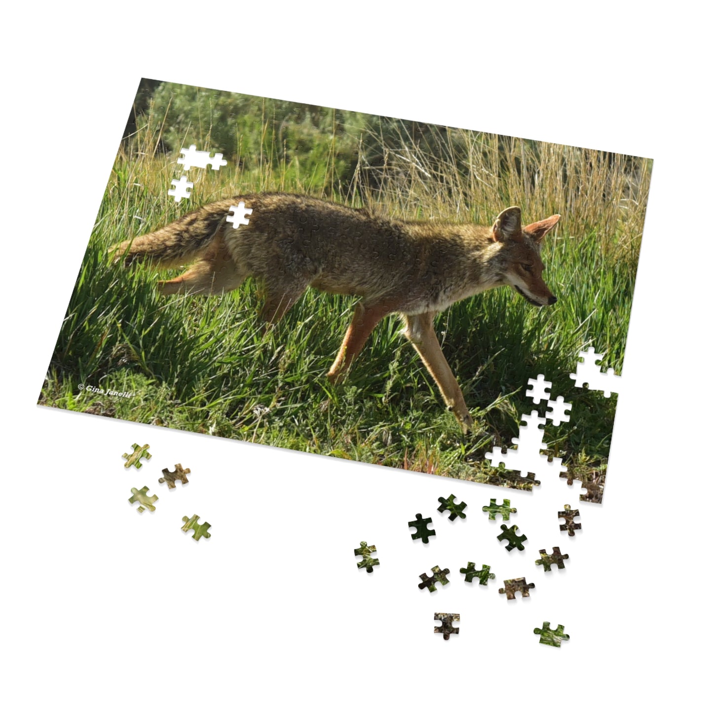 Coyote Jigsaw Puzzle ( 110, 252, 500-Piece)