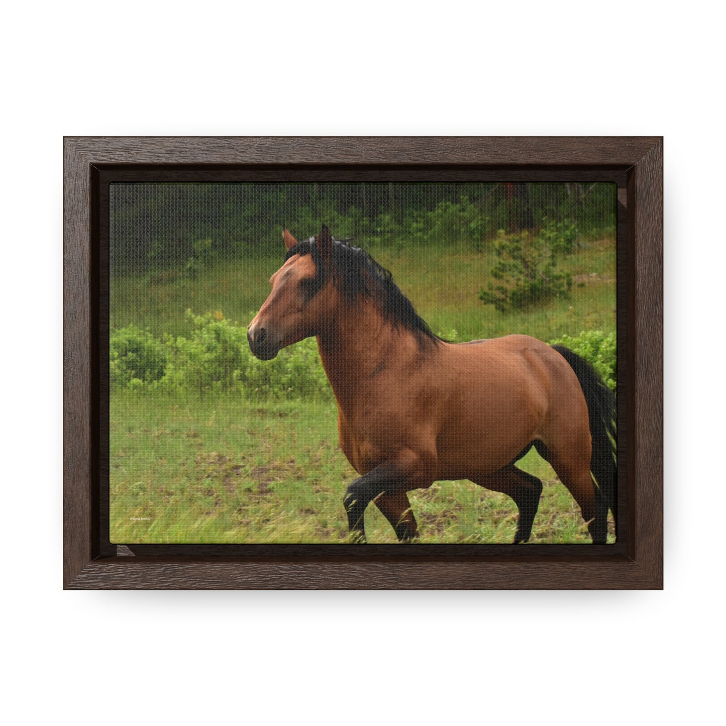 Protector,  Wild Stallion   Gallery Canvas Wraps, Horizontal Frame