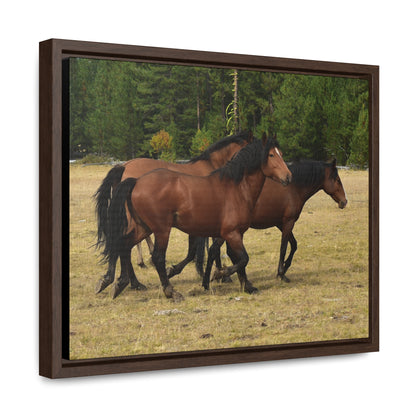 The Wild Bunch. Young Stallion and Mares.  Gallery Canvas Wraps, Horizontal Frame