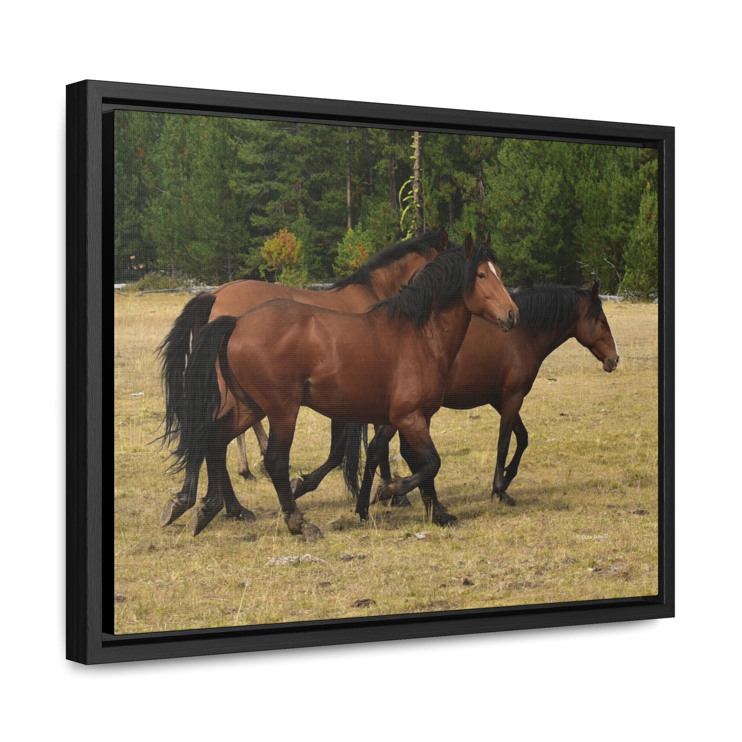 The Wild Bunch. Young Stallion and Mares.  Gallery Canvas Wraps, Horizontal Frame