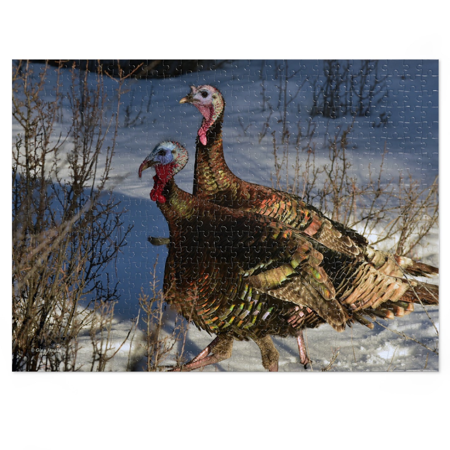 Wild Tom Turkeys  Jigsaw Puzzle ( 110, 252, 500,1000-Piece)