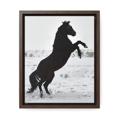 Snow Storm - Quarter Horse    Gallery Canvas Wraps, Vertical Frame