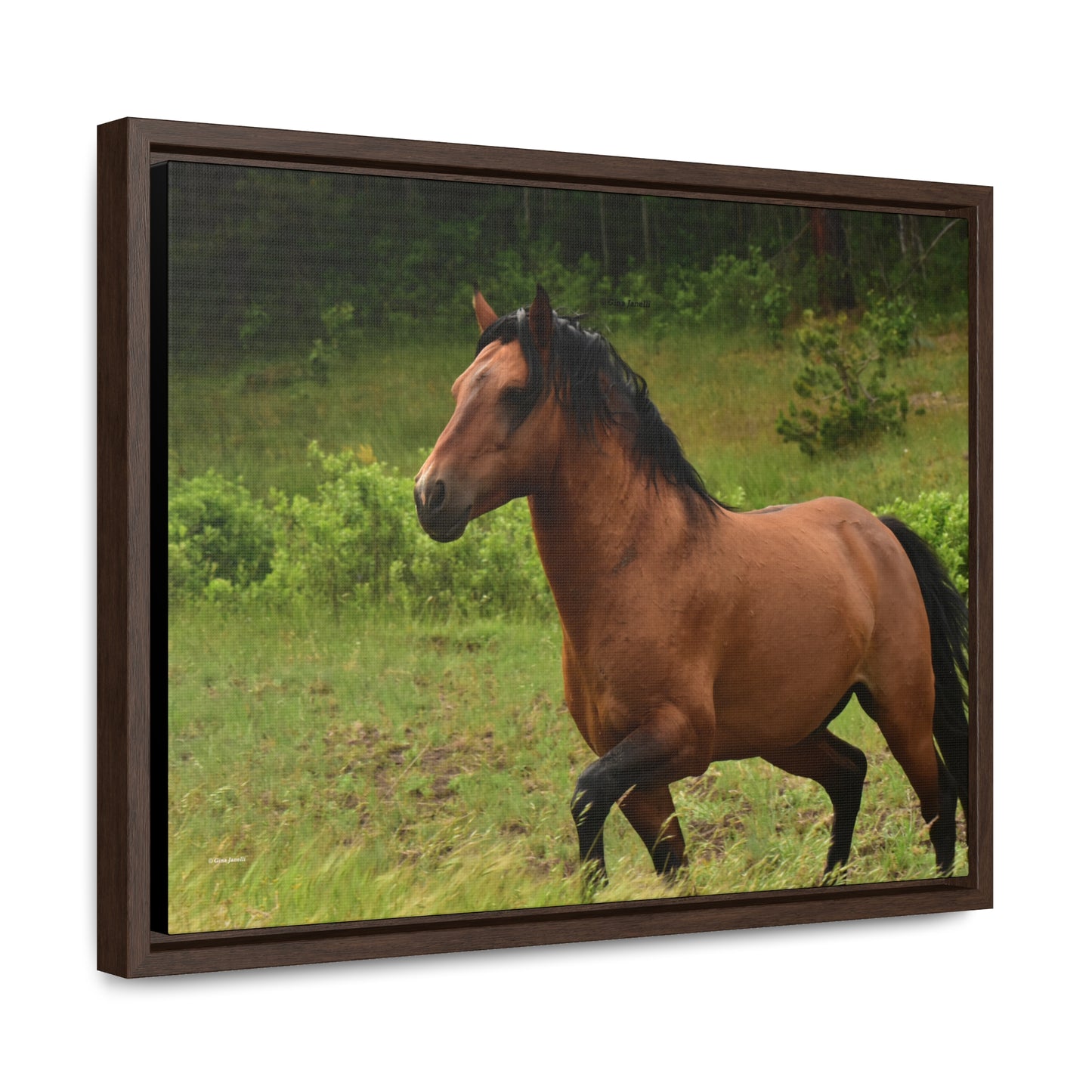 Protector,  Wild Stallion   Gallery Canvas Wraps, Horizontal Frame