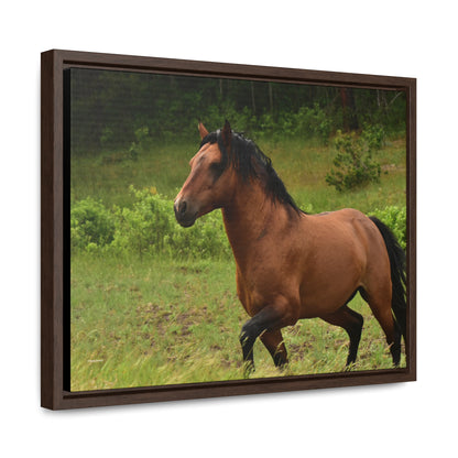 Protector,  Wild Stallion   Gallery Canvas Wraps, Horizontal Frame