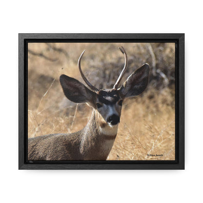 Young Buck - Mule Deer    Gallery Canvas Wraps, Horizontal Frame