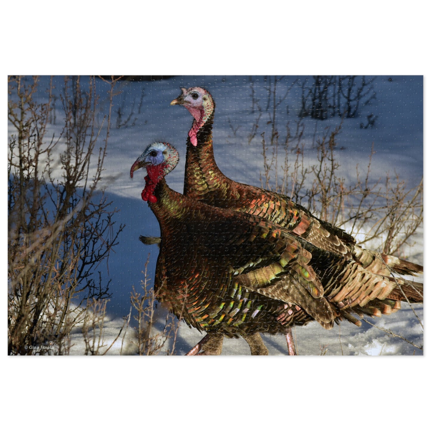 Wild Tom Turkeys  Jigsaw Puzzle ( 110, 252, 500,1000-Piece)