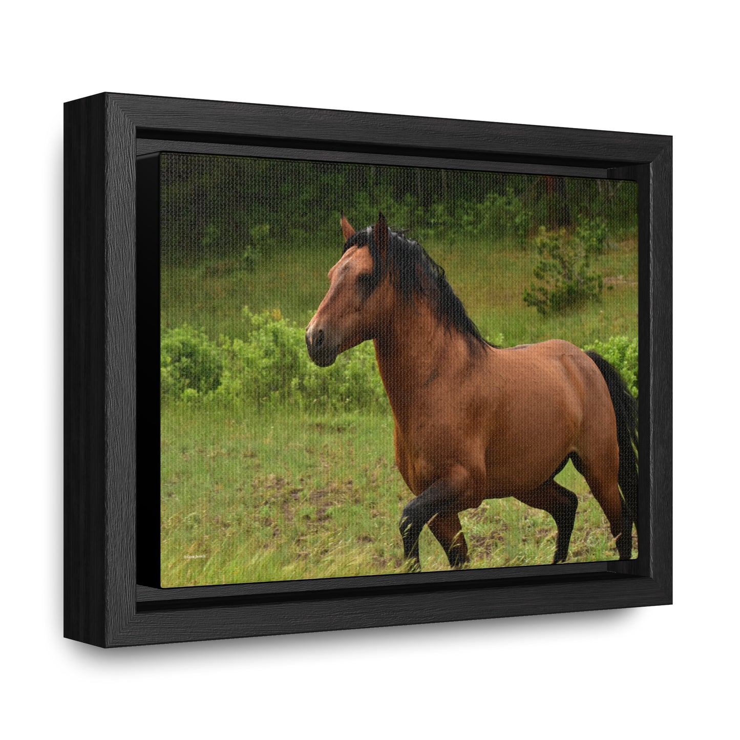 Protector,  Wild Stallion   Gallery Canvas Wraps, Horizontal Frame