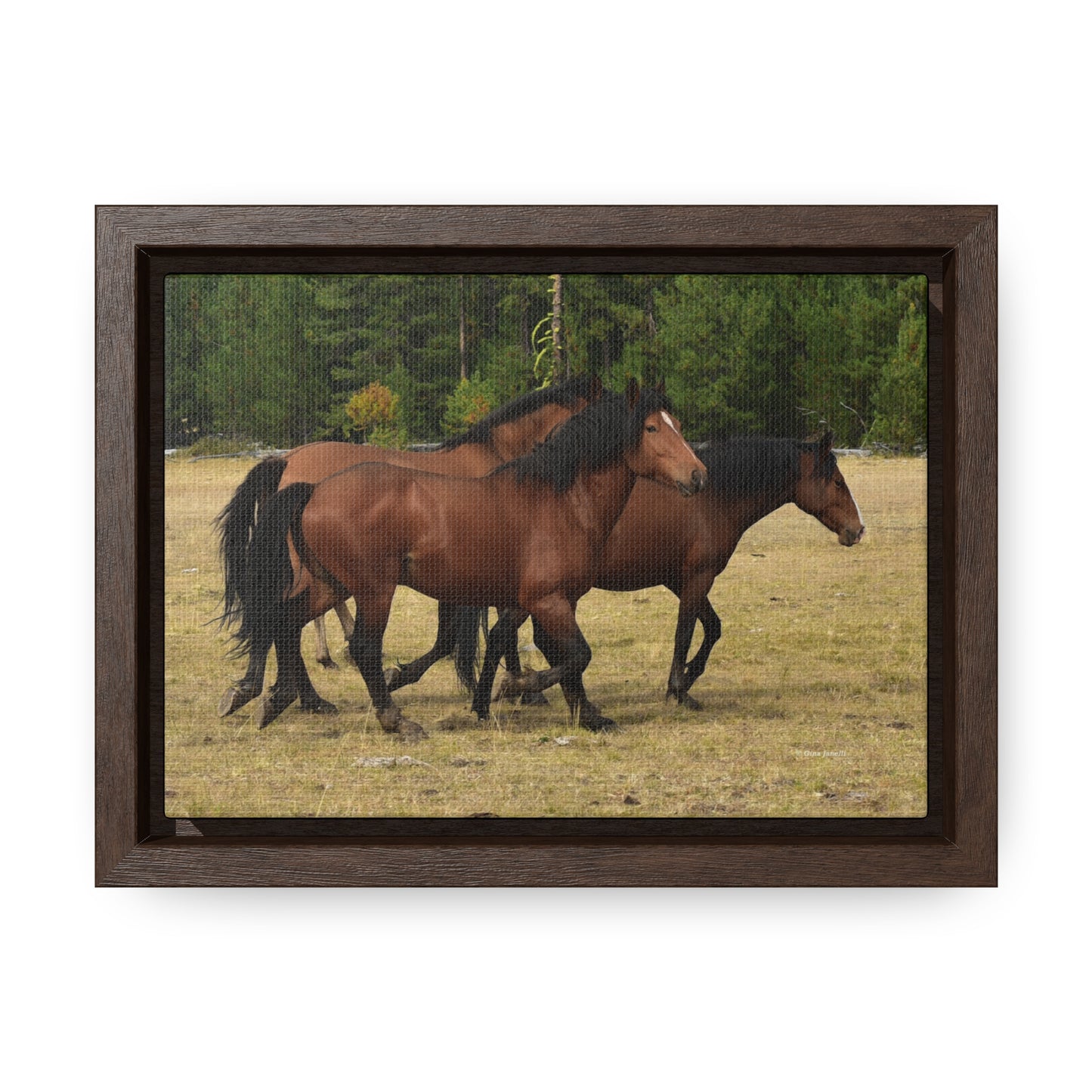 The Wild Bunch. Young Stallion and Mares.  Gallery Canvas Wraps, Horizontal Frame