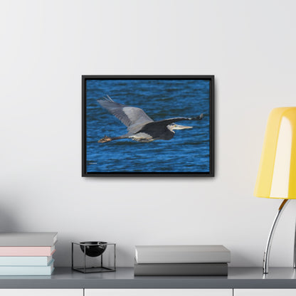 Great Blue Heron      Gallery Canvas Wraps, Horizontal Frame