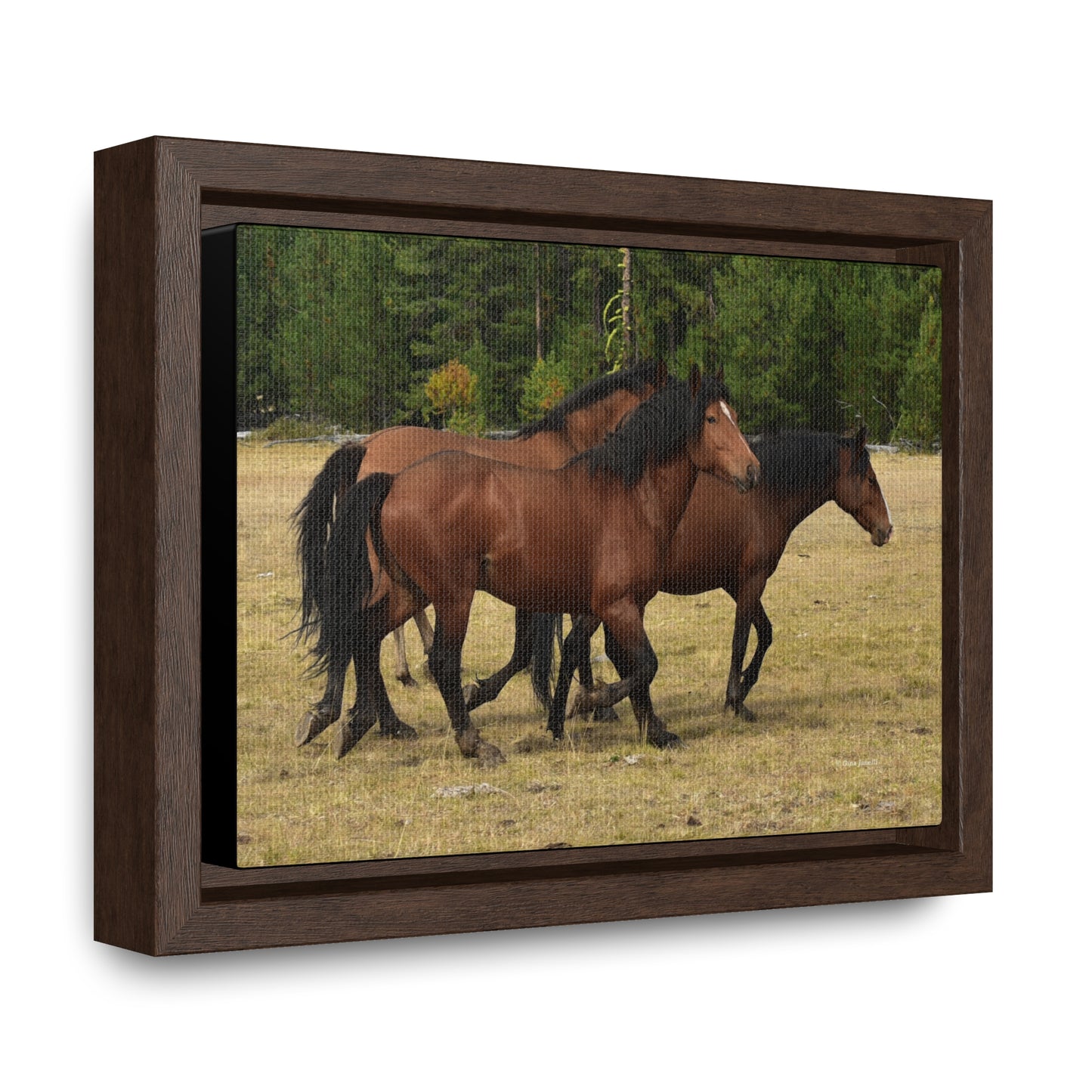The Wild Bunch. Young Stallion and Mares.  Gallery Canvas Wraps, Horizontal Frame