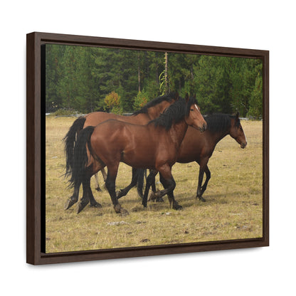 The Wild Bunch. Young Stallion and Mares.  Gallery Canvas Wraps, Horizontal Frame