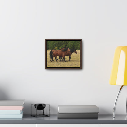 The Wild Bunch. Young Stallion and Mares.  Gallery Canvas Wraps, Horizontal Frame